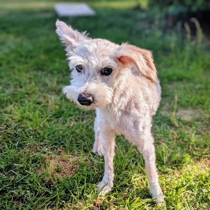 Scarlett Angel thumbnail 2