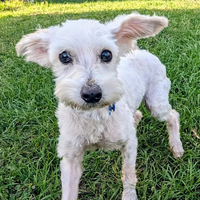 Scarlett Angel thumbnail 3