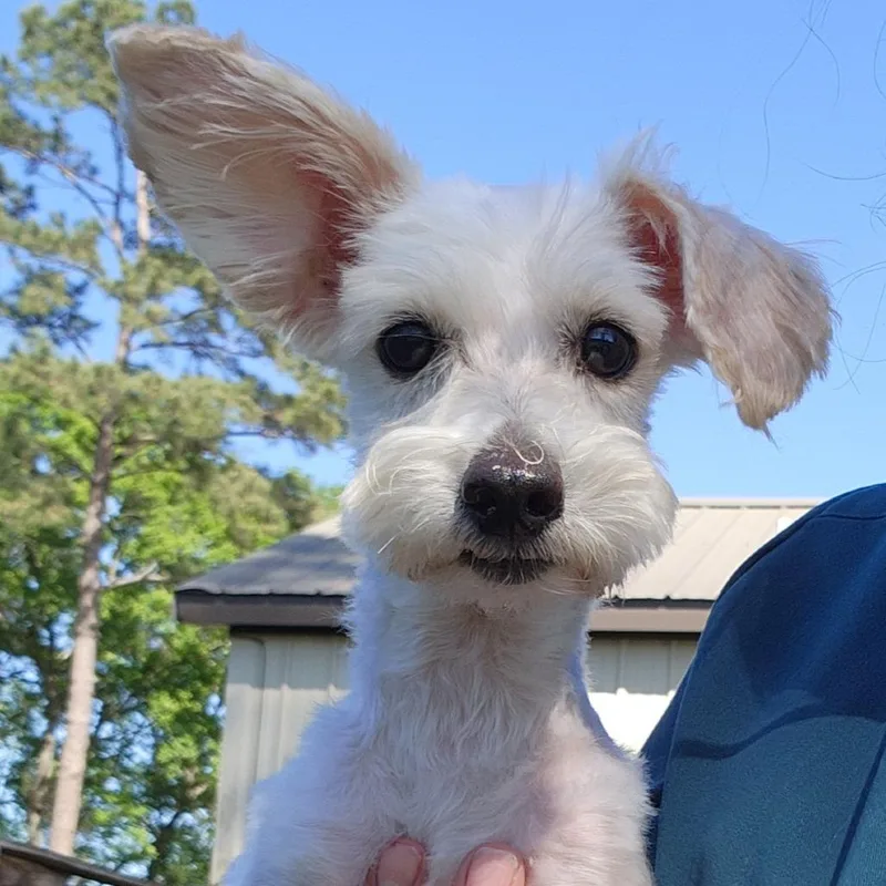 Scarlett Angel thumbnail 4