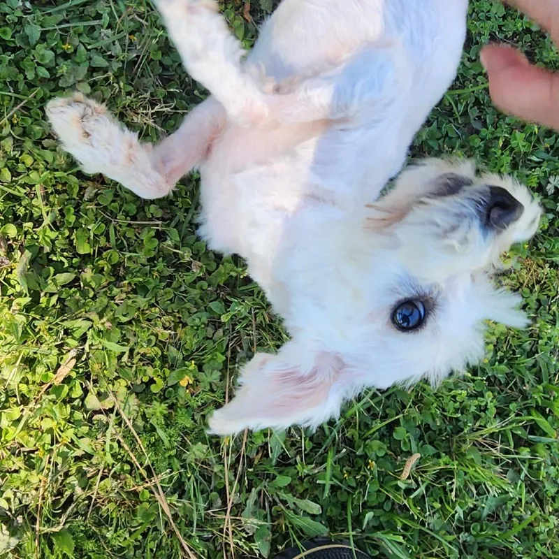 Scarlett Angel thumbnail 5