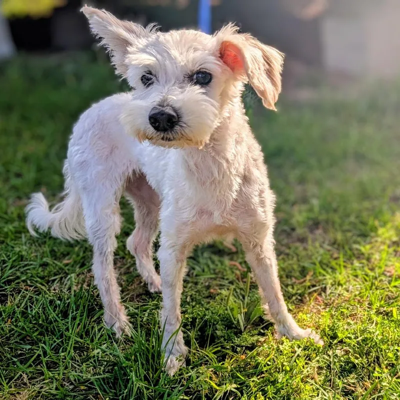 Scarlett Angel thumbnail 6