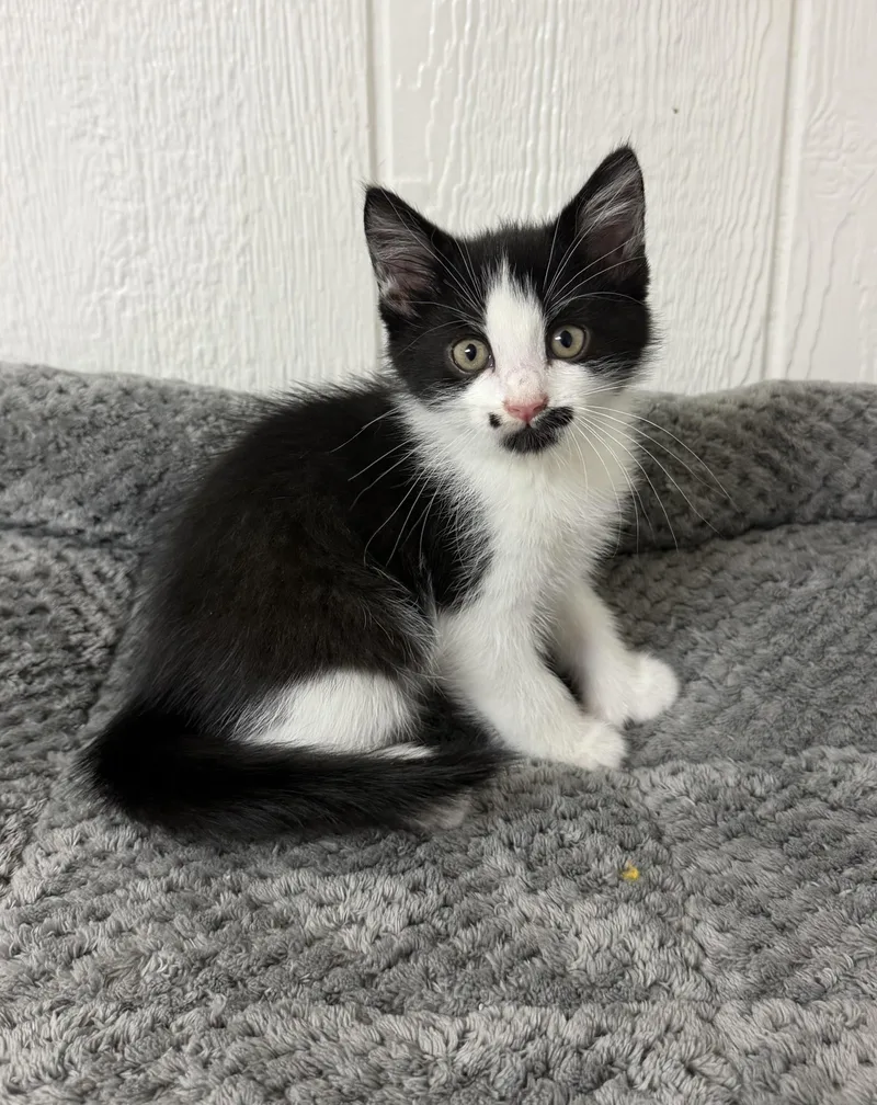 A baby medium-sized male Black & White / Tuxedo Domestic Short Hair cat named Dinero for adoption in Victor, NY