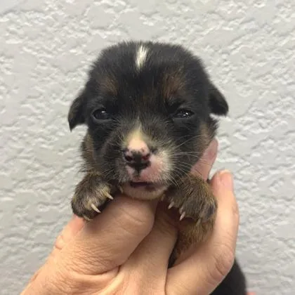 A baby small-sized female Chihuahua dog named Velvet for adoption in Morton Grove, IL