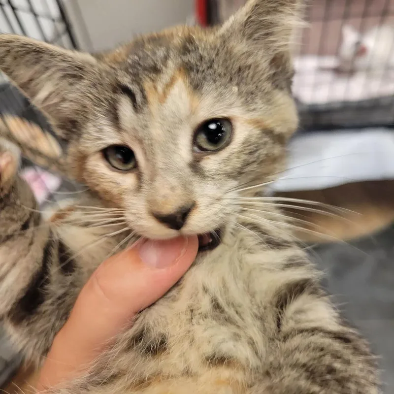 A baby medium-sized female Domestic Short Hair cat named Tiny for adoption in St. Cloud, MN