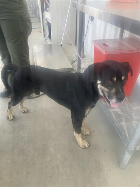 A young large-sized male Pit Bull Terrier dog named Bad Bunny for adoption in Bakersfield, CA