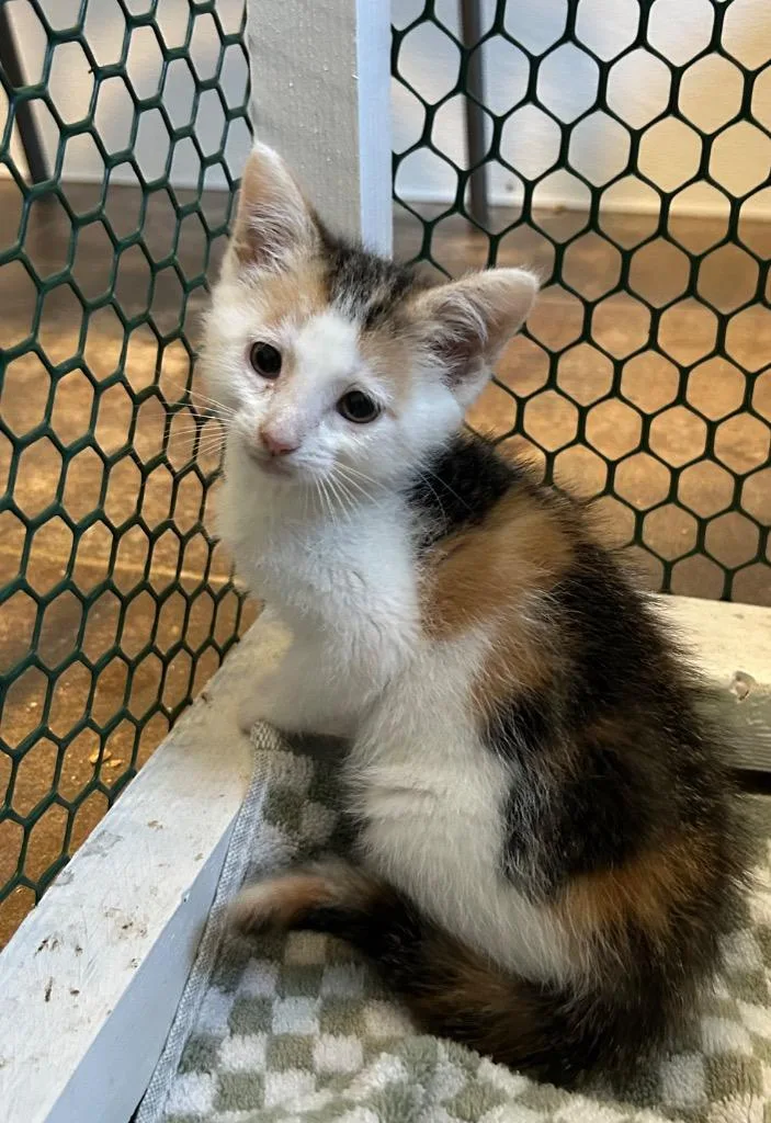 A baby small-sized female Domestic Medium Hair cat named Jello for adoption in Cottonwood, AZ