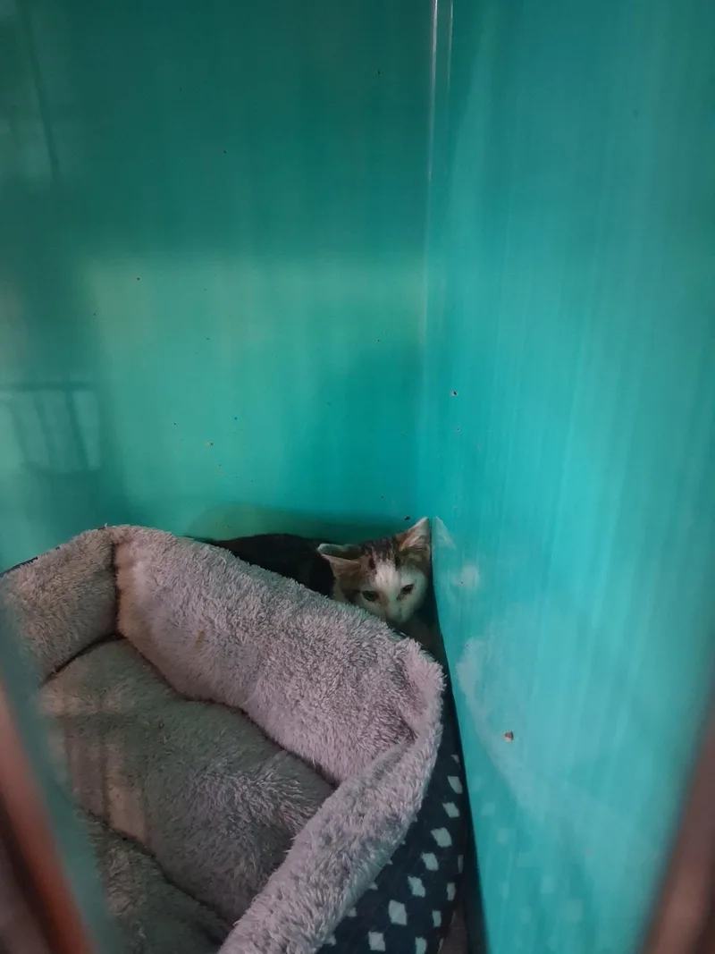 A baby small-sized male Domestic Short Hair cat named Booster for adoption in Lynchburg, TN