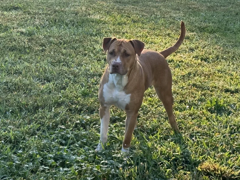 A young large-sized female Yellow / Tan / Blond / Fawn Pit Bull Terrier dog named Daisy for adoption in Stafford, VA