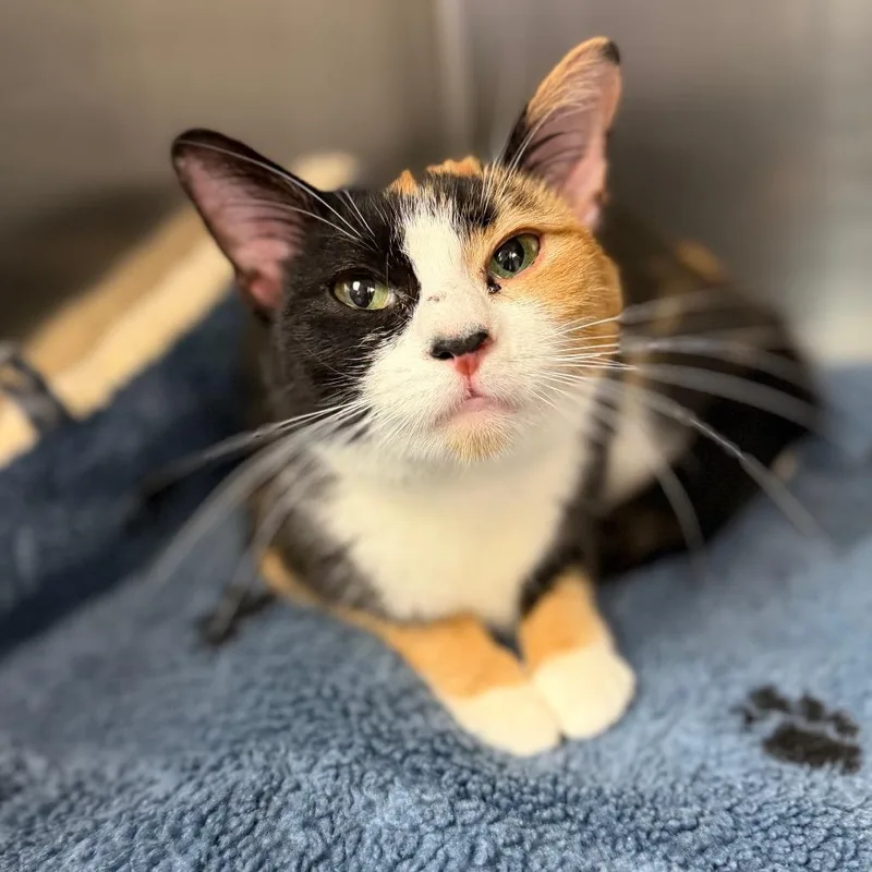 An adult medium-sized female Calico Domestic Short Hair cat named Buttercup for adoption in Newark, NJ