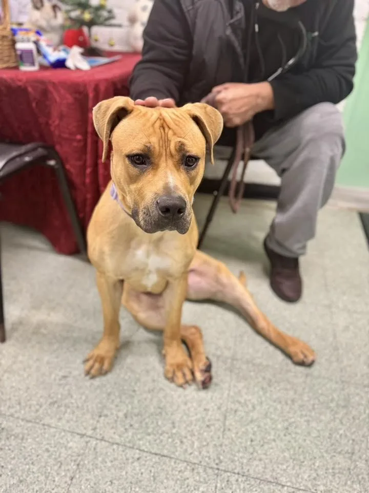 A young large-sized female Yellow / Tan / Blond / Fawn Mastiff dog named Daisy for adoption in Passaic, NJ