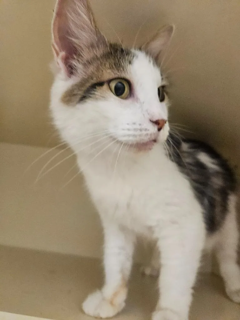 A young medium-sized female Domestic Short Hair cat named Prianka for adoption in Bloomington, IN