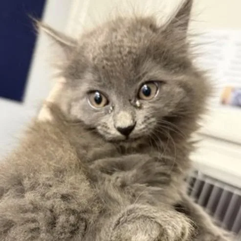 A baby small-sized female Gray / Blue / Silver Domestic Long Hair cat named Wrangler for adoption in New York, NY