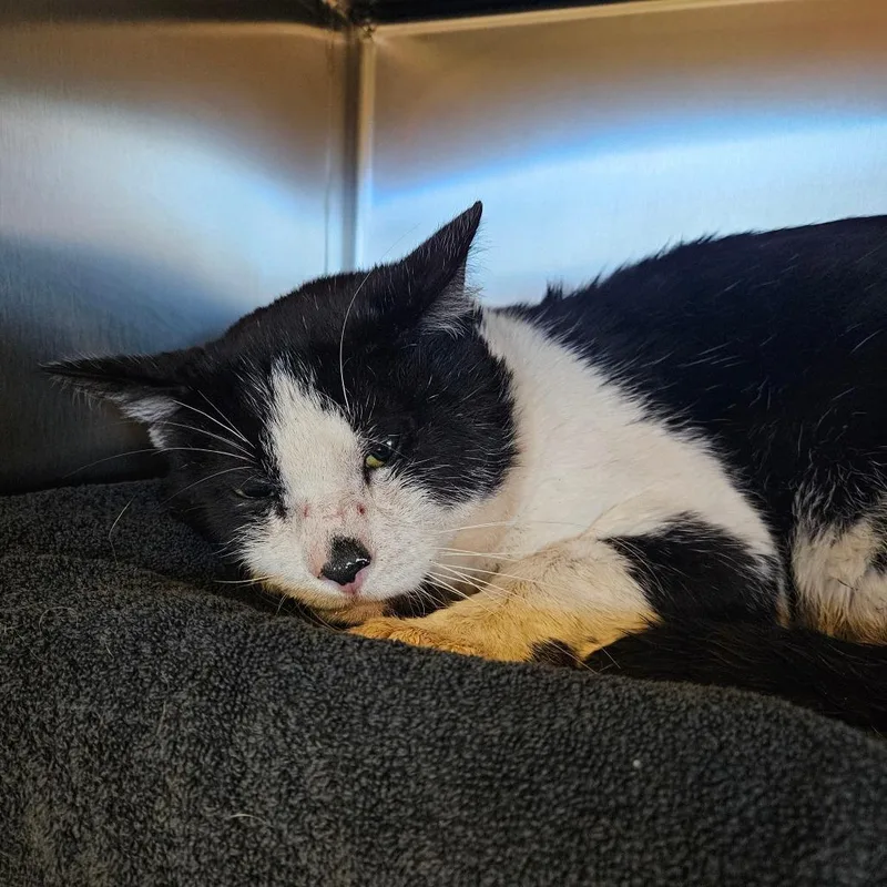 An adult large-sized male Black Domestic Short Hair cat named Buster for adoption in Tacoma, WA
