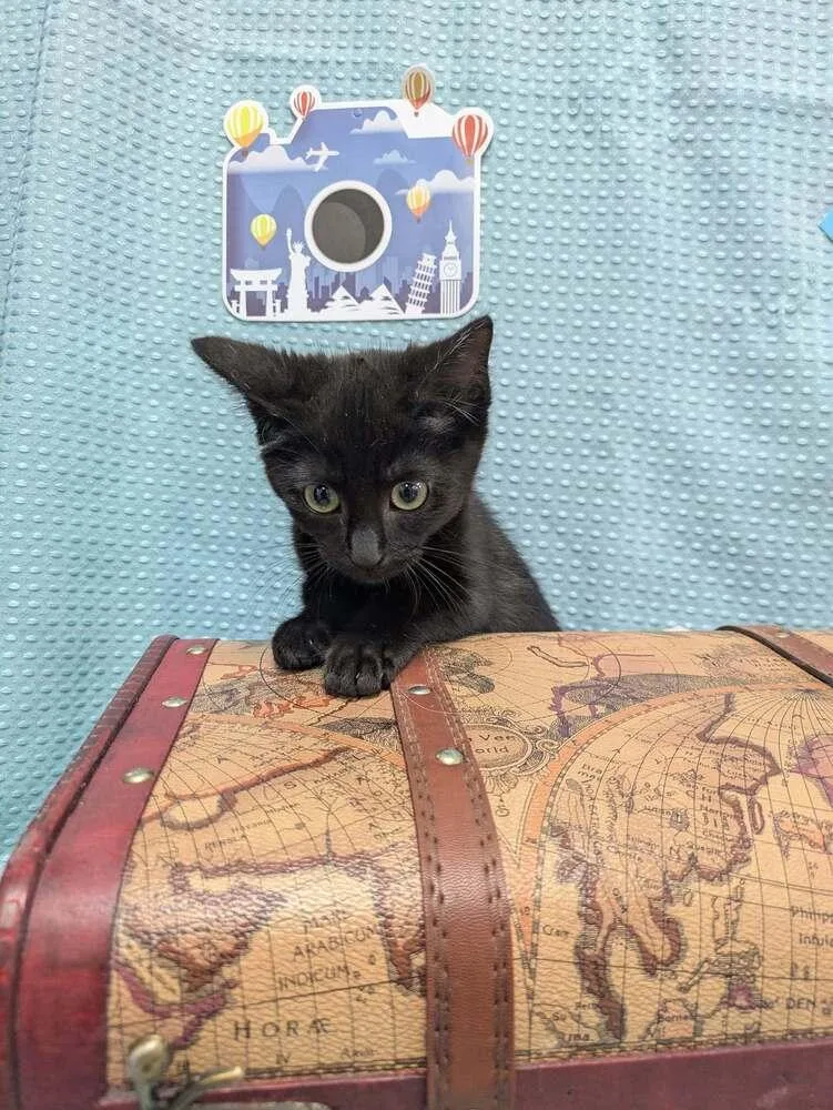 A baby small-sized male Black Domestic Short Hair cat named Joe for adoption in Raleigh, NC