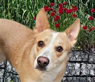 An adult medium-sized female Australian Cattle Dog / Blue Heeler dog named Ginger for adoption in Tucson, AZ