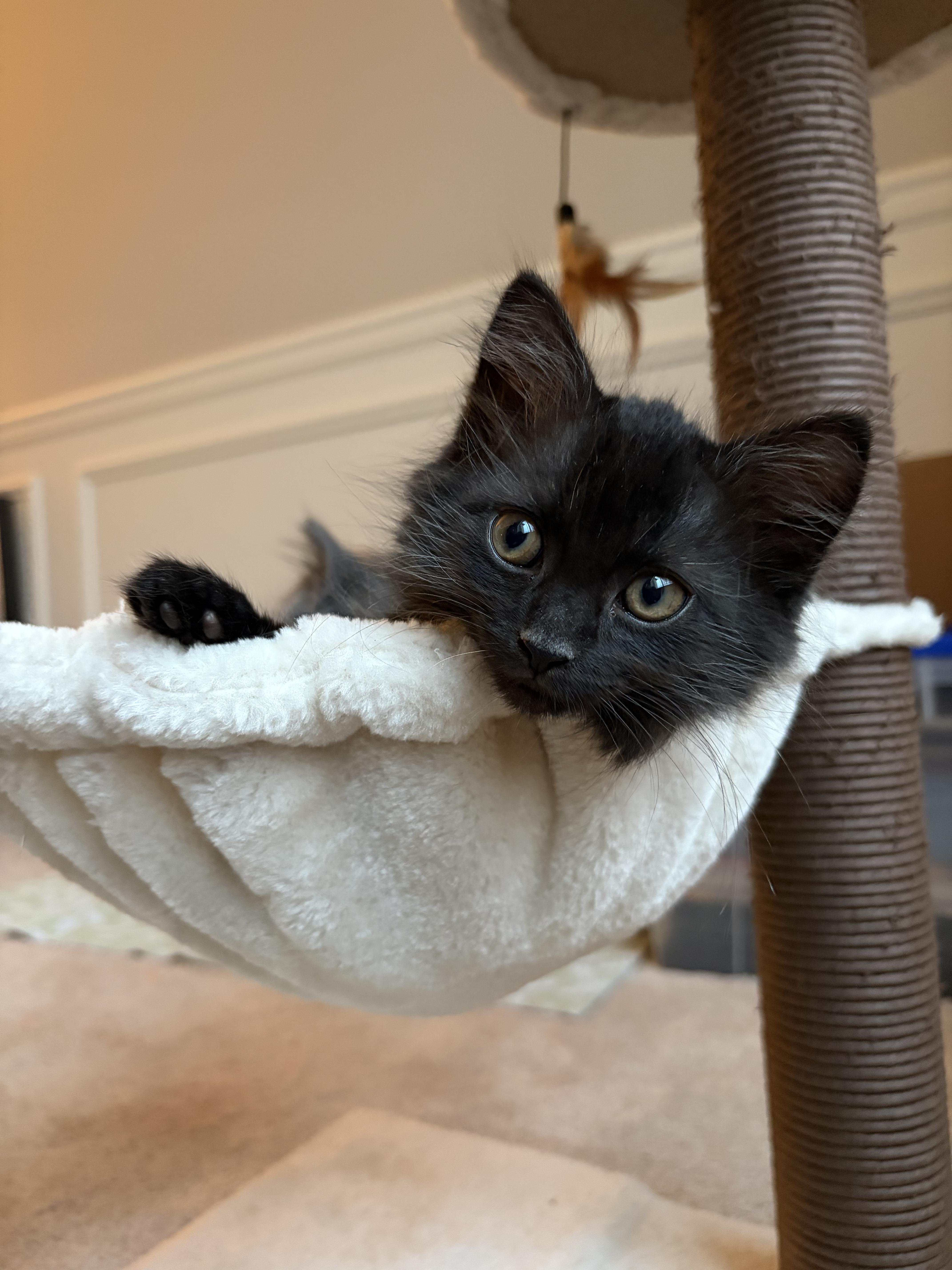 A baby medium-sized male Black & White / Tuxedo Domestic Long Hair cat named Midnight for adoption in Ephrata, WA