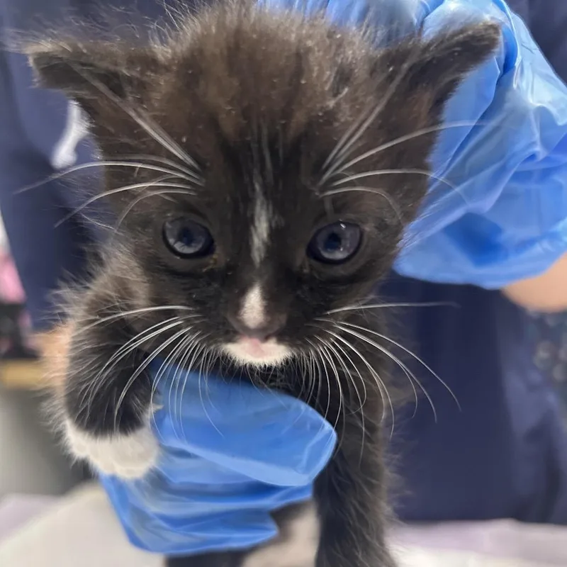 A baby small-sized male Calico Domestic Short Hair cat named Skittles for adoption in Summerville, SC
