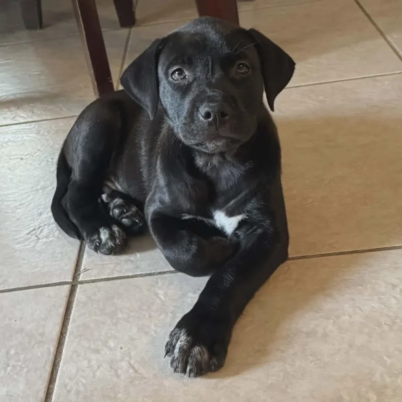A baby medium-sized male Black Mixed Breed dog named Aries for adoption in Dickinson, TX