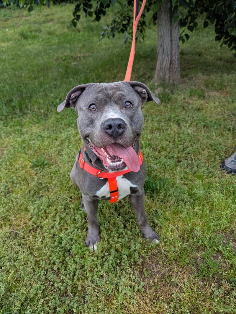 A young large-sized male Gray / Blue / Silver Pit Bull Terrier dog named Logan for adoption in Stratford, CT
