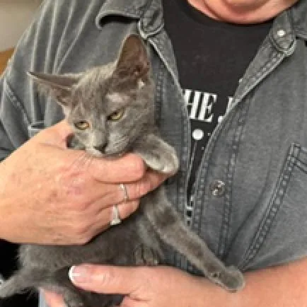 A baby small-sized female Black Domestic Short Hair cat named Flower for adoption in League City, TX