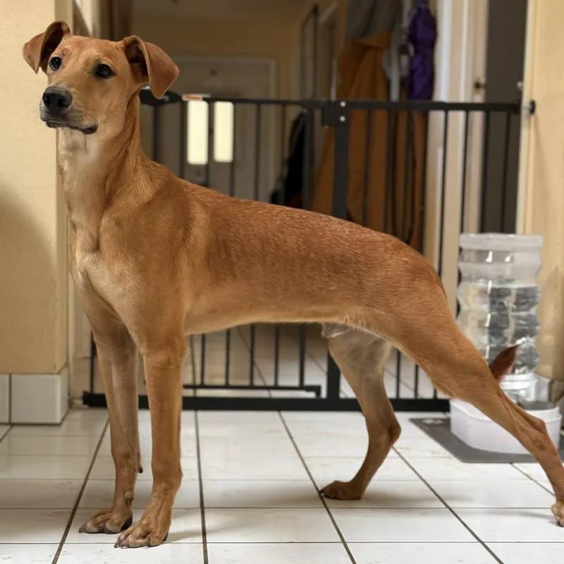 A young medium-sized male Golden Whippet dog named Tempo for adoption in Mountain Center, CA
