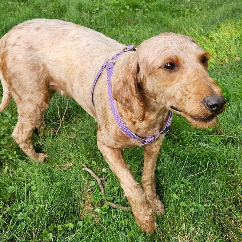 An adult medium-sized female Goldendoodle dog named Hope for adoption in Danville, VT