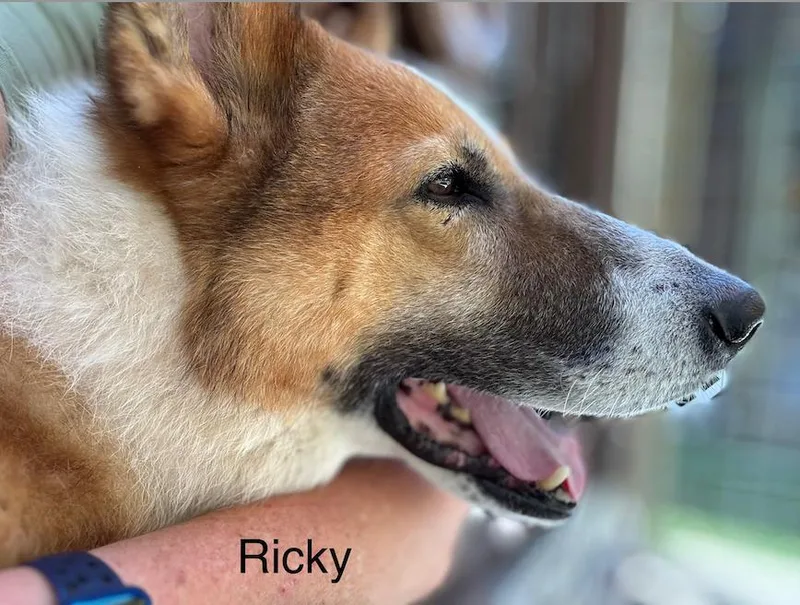 Ricky thumbnail 2