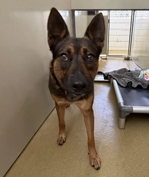 An adult large-sized female German Shepherd Dog dog named Quinoa for adoption in Escondido, CA