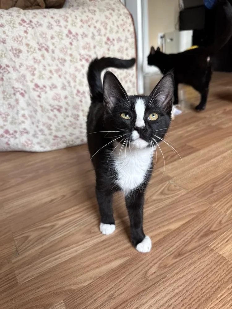 A baby small-sized female Black & White / Tuxedo Domestic Short Hair cat named Penelope Pussycat for adoption in West Mifflin, PA