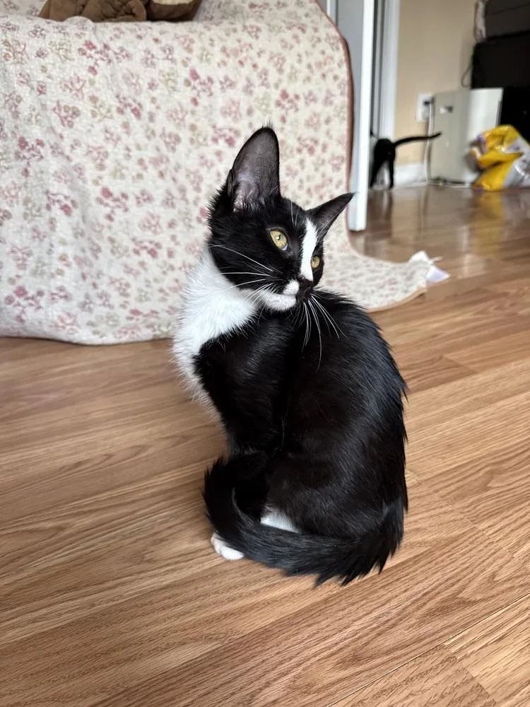 Penelope Pussycat thumbnail 3