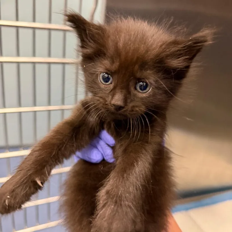 A baby small-sized male Black Domestic Short Hair cat named Jack for adoption in Greensboro, NC