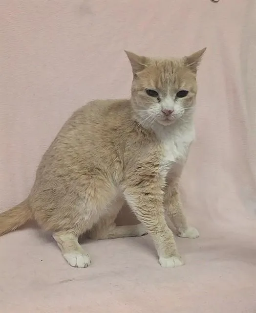 An adult medium-sized male Domestic Short Hair cat named Bailey for adoption in Castaic, CA