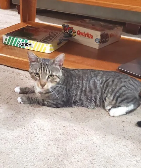 A young medium-sized male Tabby (Gray / Blue / Silver) Tabby cat named Chill Bill for adoption in Philadelphia, PA