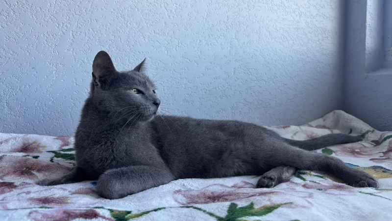 An adult medium-sized female Russian Blue cat named Grace for adoption in San Juan, PR