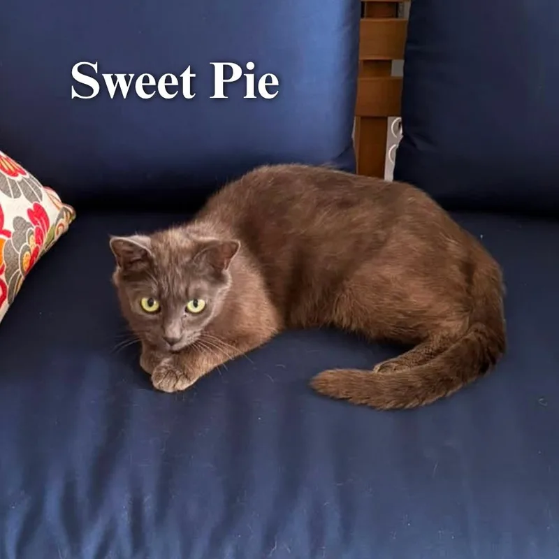 Sweetie Pie