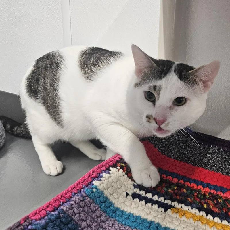 A young medium-sized male White Domestic Short Hair cat named Riddler for adoption in Kalamazoo, MI