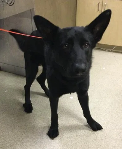 An adult large-sized male German Shepherd Dog dog named Blackie for adoption in Riverside, CA