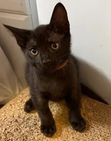 A baby small-sized male Domestic Long Hair cat named Everett for adoption in Tustin, CA