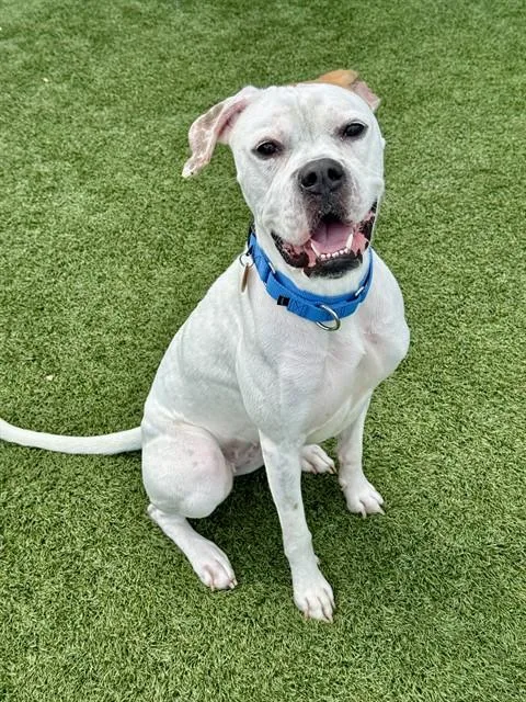 A young medium-sized female Mixed Breed dog named Esme for adoption in Dallas, TX
