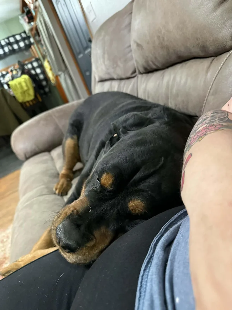 Piper