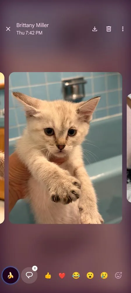 A baby small-sized female Domestic Short Hair cat named Fortune for adoption in Parker, CO