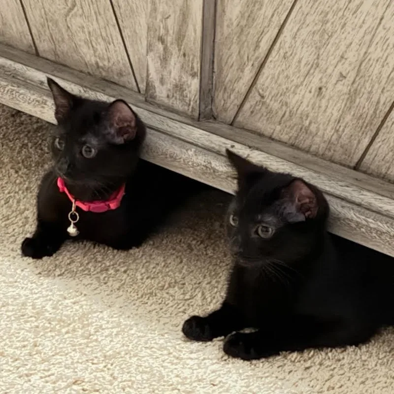 Florence & Myra thumbnail 2