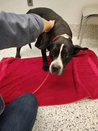 Heffalump thumbnail 2