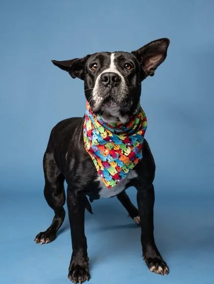 Heffalump thumbnail 3