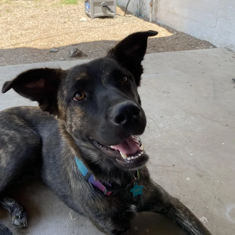 An adult large-sized female Belgian Shepherd / Malinois dog named Bella for adoption in Agua Dulce, CA