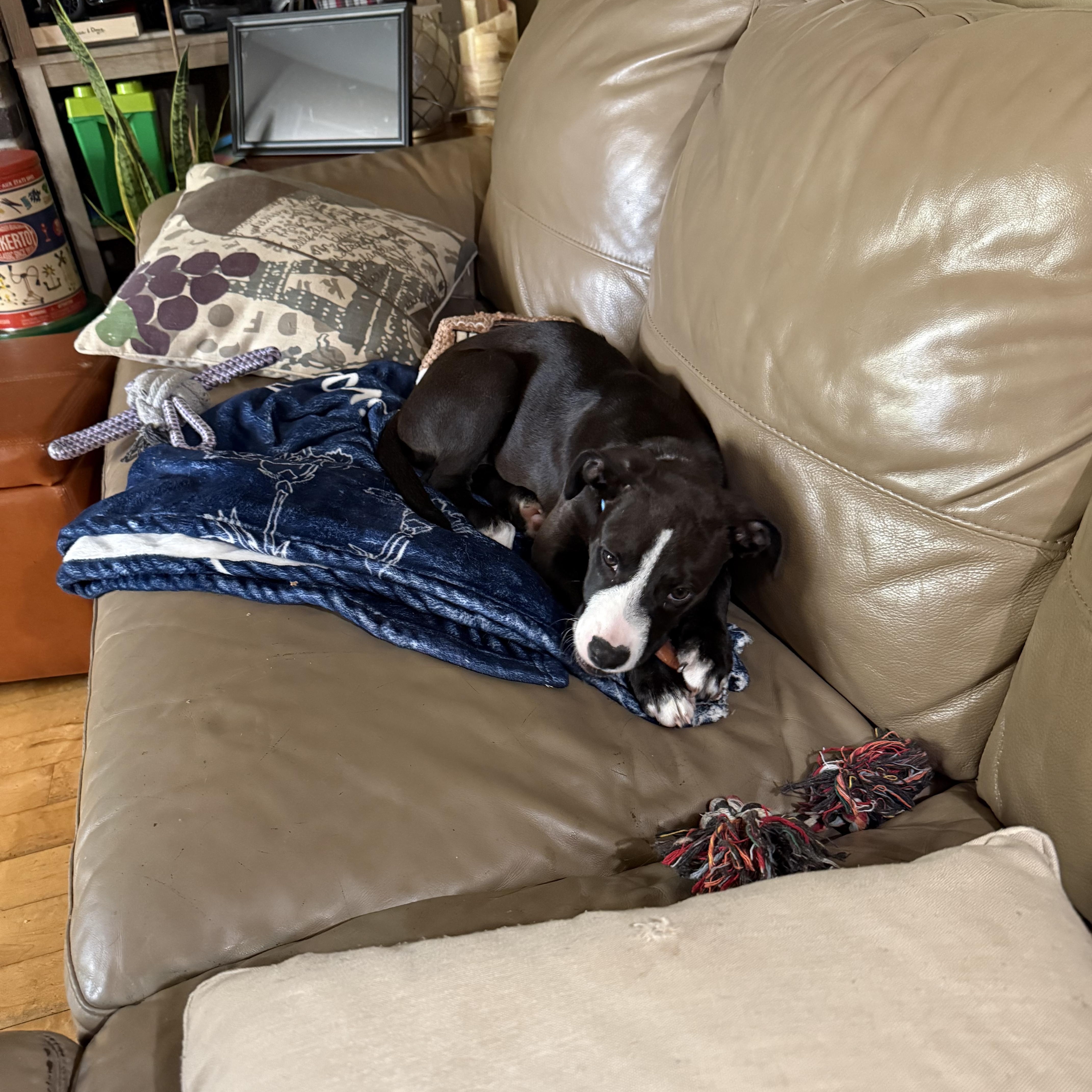 A young medium-sized male Mixed Breed dog named Sam for adoption in Monona, WI