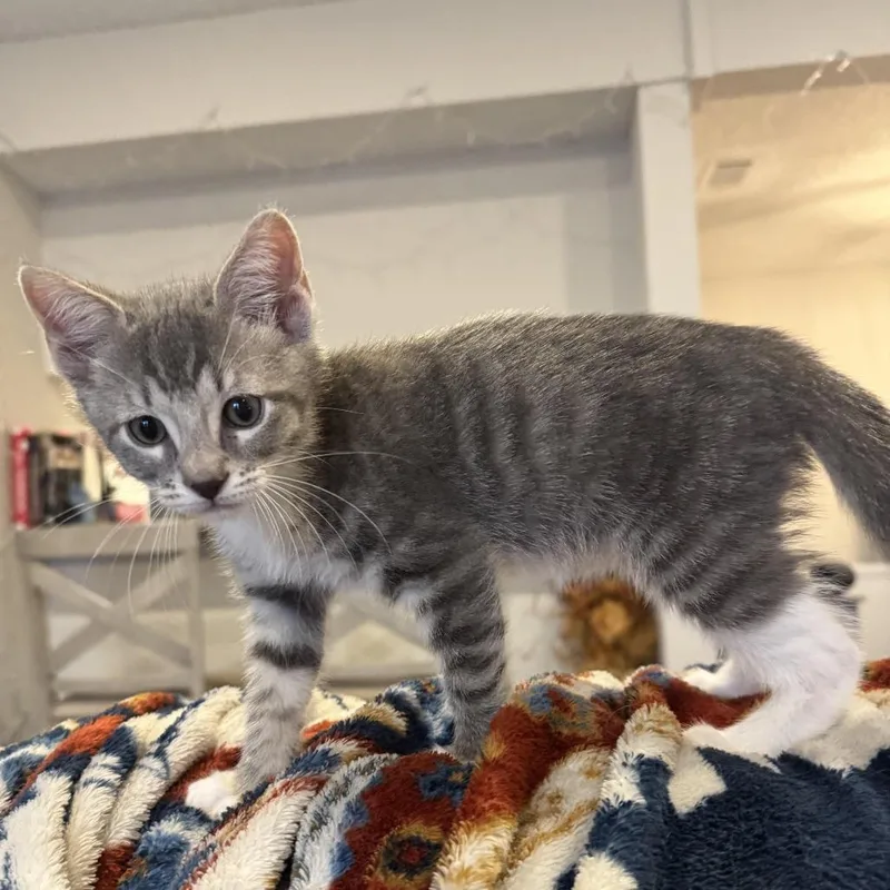 A baby small-sized male Gray / Blue / Silver Domestic Short Hair cat named Bleu for adoption in Kyle, TX