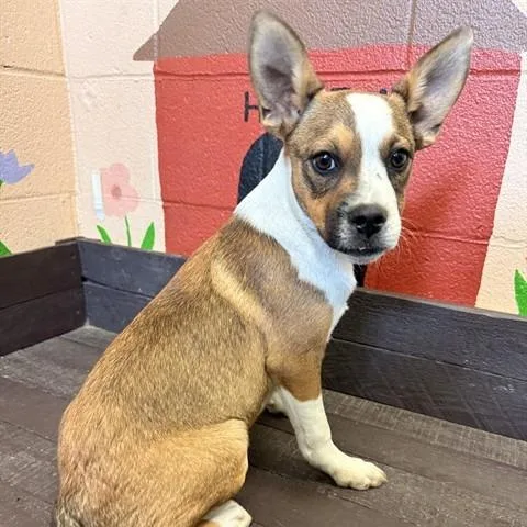 A baby small-sized female Yellow / Tan / Blond / Fawn French Bulldog dog named Yeller for adoption in Long Beach, CA