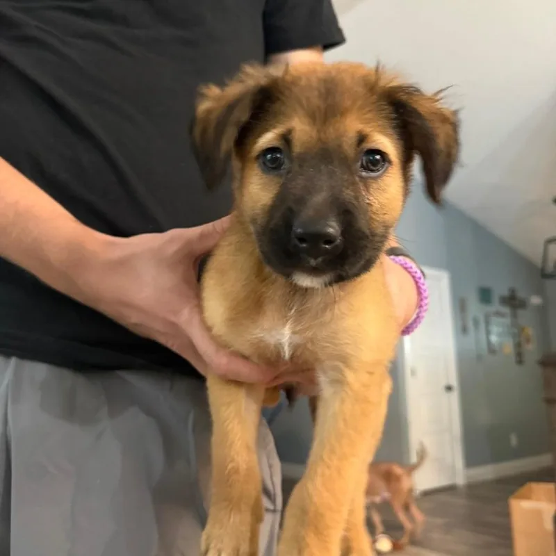 A baby small-sized male Australian Shepherd dog named Terk for adoption in Dayton, OH