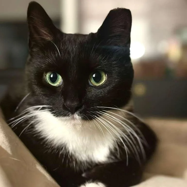 A young medium-sized female Black & White / Tuxedo Tuxedo cat named Xena for adoption in Astoria, NY